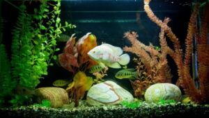 Pflanzen im Aquarium - Aquarium-hilfe.com